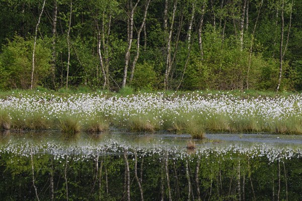 Fruchtendes (Eriophorum vaginatum) im Moor