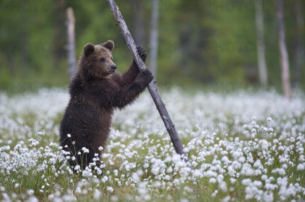 Brown bear (Ursus arctos ) stands on a tree in a bog with fruiting cotton grass on the edge in a boreal coniferous forest