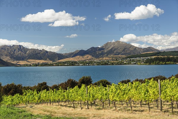 Vineyards at Lake Wanaka Lake in summer