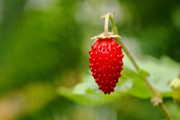 01_ (Fragaria vesca)