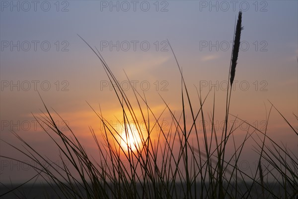 Sunset with dune grass