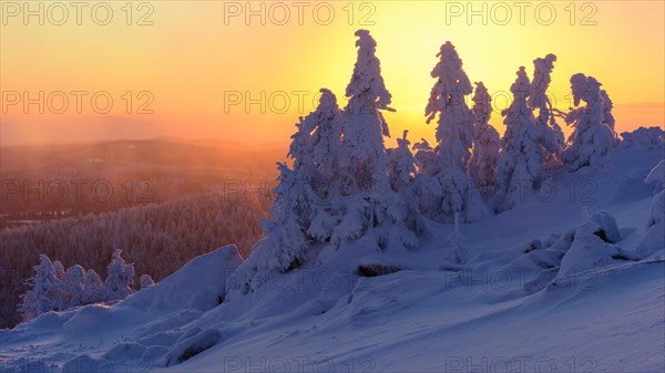 Snowy Spruces (Picea) on the winterly snowy chunk at sunset