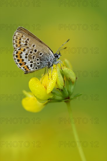 01_ (Polyommatus icarus) on Hornklee