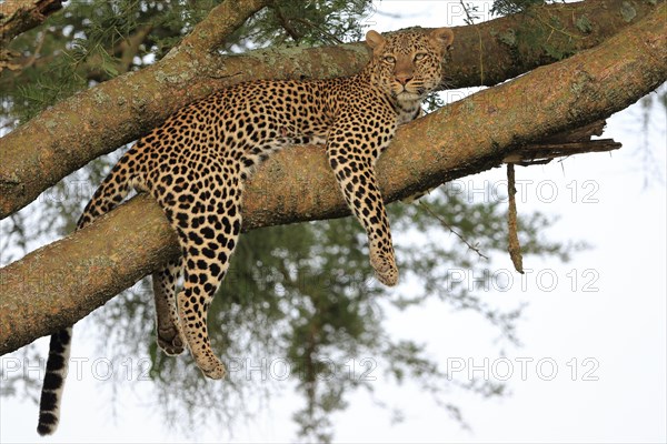 Leopard (Panthera pardus)