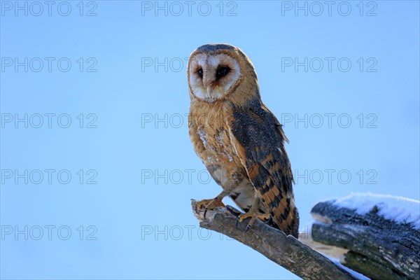 Common barn owl (Tyto alba)