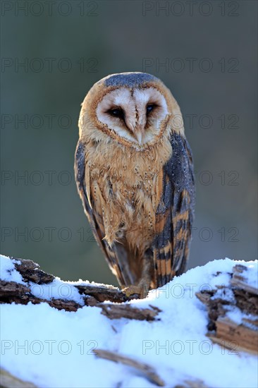 Common barn owl (Tyto alba)