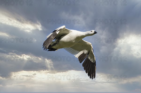 Male Upland Goose (Chloephaga picta) flying against the sky