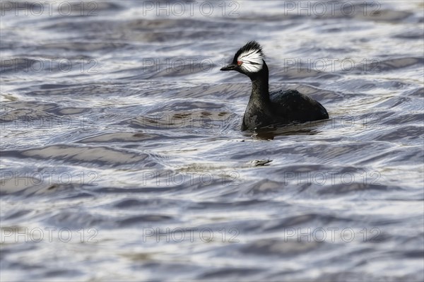 White-tufted Grebe (Rollandia rolland rolland)