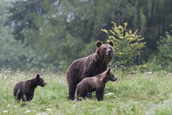 European brown bear or Eurasian brown bear (Ursus arctos arctos)