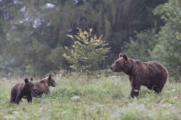 European brown bear or Eurasian brown bear (Ursus arctos arctos)