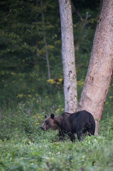 European brown bear or Eurasian brown bear (Ursus arctos arctos)