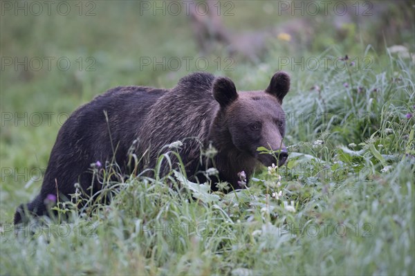 European brown bear or Eurasian Brown Bear (Ursus arctos arctos)