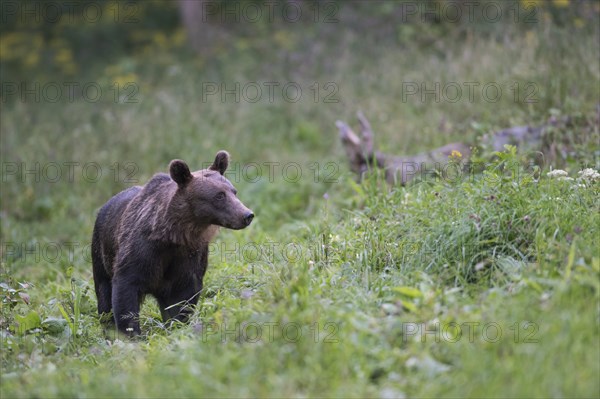 European brown bear or Eurasian brown bear (Ursus arctos arctos)