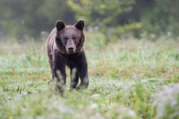 European brown bear or Eurasian brown bear (Ursus arctos arctos)