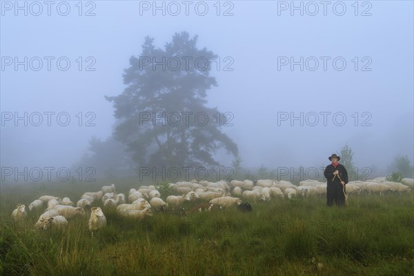 Shepherd with a flock of sheep in the heath at the Thuelsfeld dam in the fog