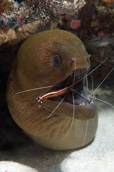 Giant Moray moray (Gymnothorax javanicus) and white-band cleaner shrimp (Lysmata amboinensis)