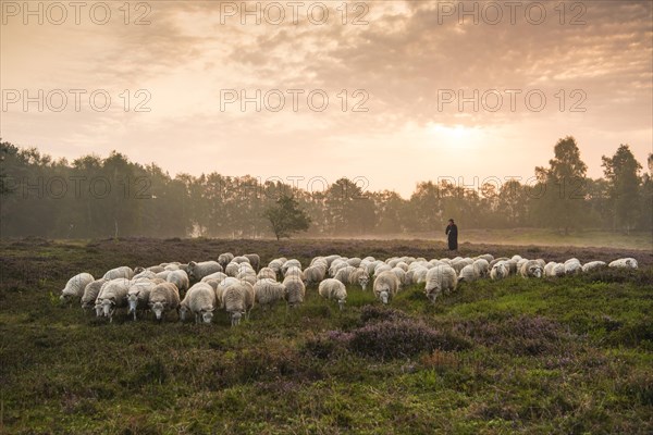 Flock of sheep with shepherd at sunrise in the heath at the Thuelsfeld dam