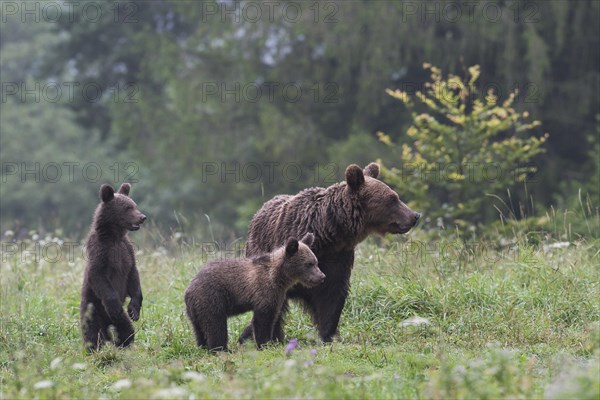 European brown bear or Eurasian brown bear (Ursus arctos arctos)