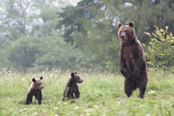 European brown bear or Eurasian brown bear (Ursus arctos arctos)