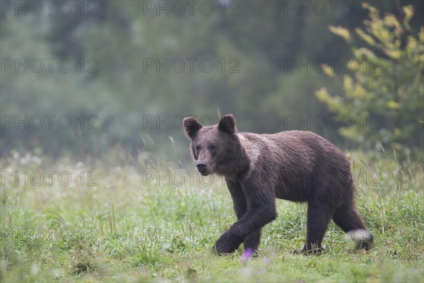 European brown bear or Eurasian brown bear (Ursus arctos arctos)