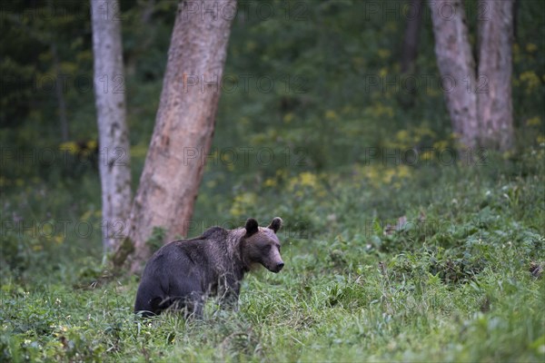 European brown bear or Eurasian brown bear (Ursus arctos arctos)