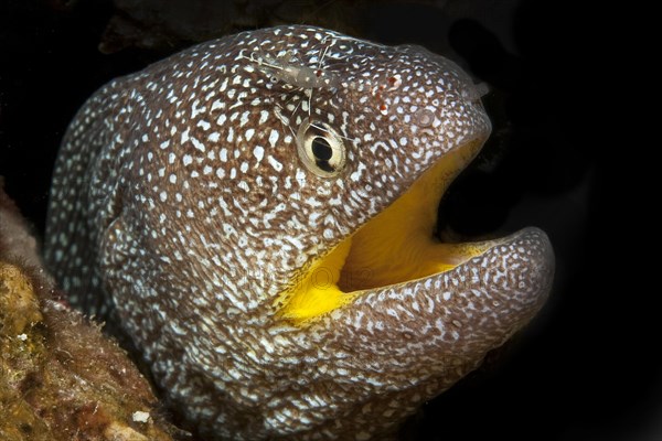 Starry moray (Gymnothorax nudivomer) and Urocaridella antonbruunii (Urocaridella antonbruunii)