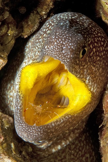 Starry moray (Gymnothorax nudivomer) and Urocaridella antonbruunii (Urocaridella antonbruunii)