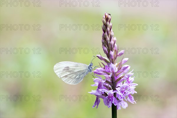 Wood White (Leptidea sinapis)