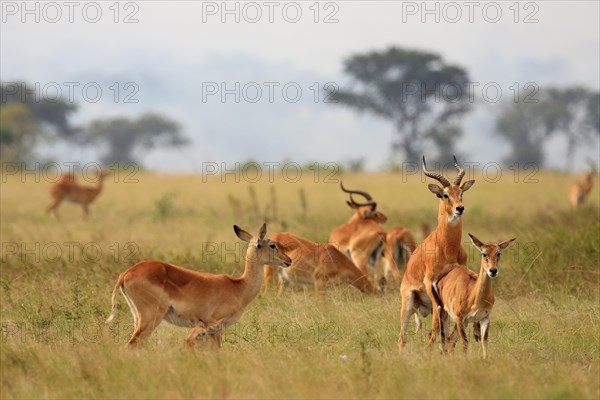 Waterbucks (Kobus)