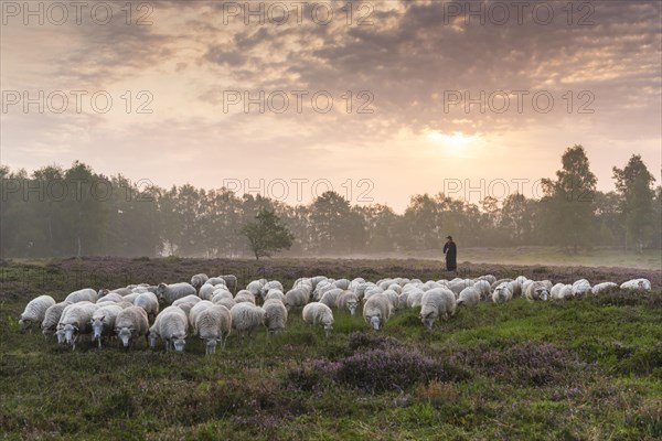 Flock of sheep with shepherd at sunrise in the heath at the Thuelsfeld dam