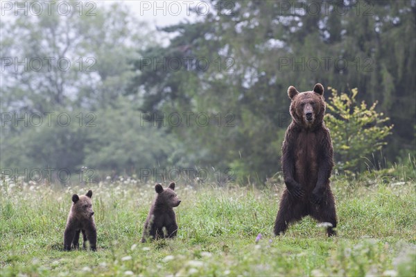 European brown bear or Eurasian brown bear (Ursus arctos arctos)