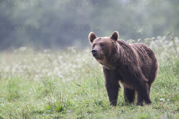 European brown bear or Eurasian brown bear (Ursus arctos arctos)