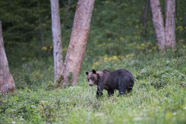 European brown bear or Eurasian brown bear (Ursus arctos arctos)