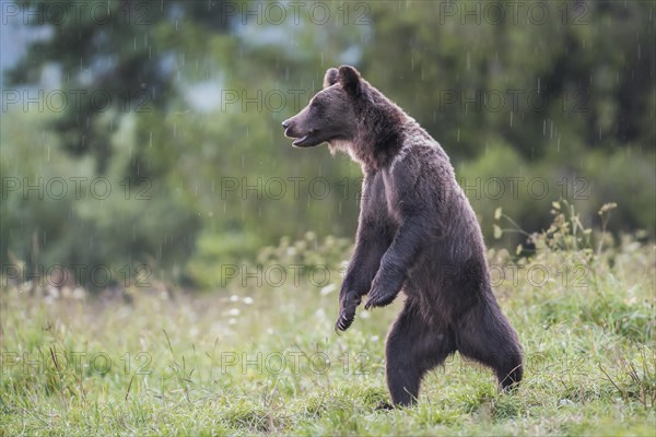 European brown bear or Eurasian brown bear (Ursus arctos arctos)