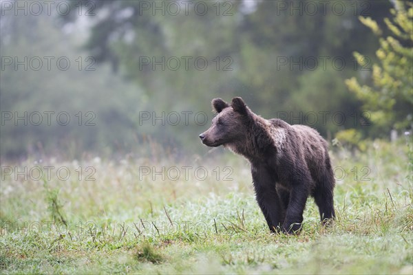 European brown bear or Eurasian brown bear (Ursus arctos arctos)