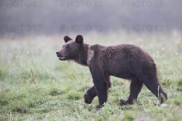 European brown bear or Eurasian brown bear (Ursus arctos arctos)