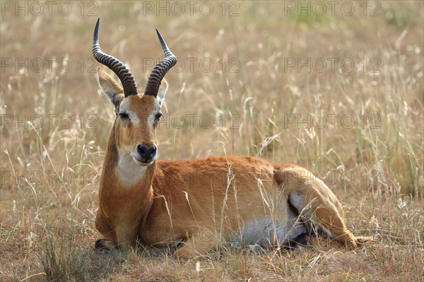 Waterbuck (Kobus)