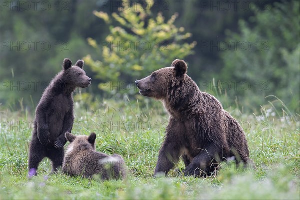 European brown bear or Eurasian brown bear (Ursus arctos arctos)