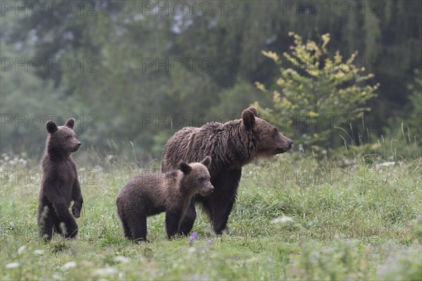 European brown bear or Eurasian brown bear (Ursus arctos arctos)