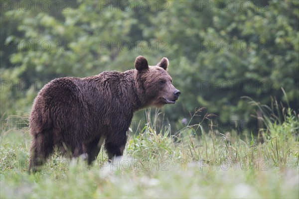 European brown bear or Eurasian brown bear (Ursus arctos arctos)