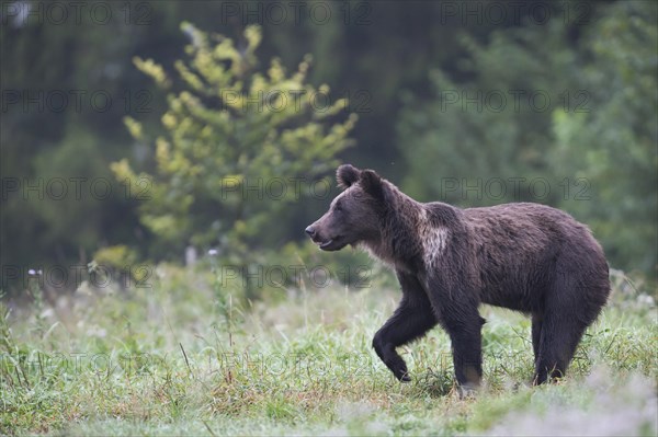 European brown bear or Eurasian brown bear (Ursus arctos arctos)