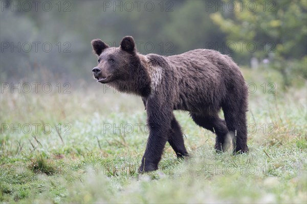 European brown bear or Eurasian brown bear (Ursus arctos arctos)