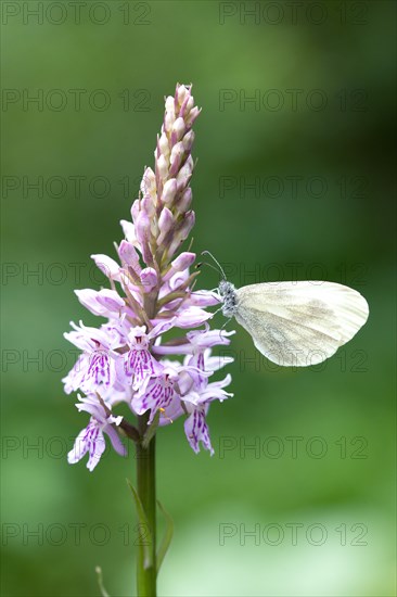 Wood White (Leptidea sinapis)