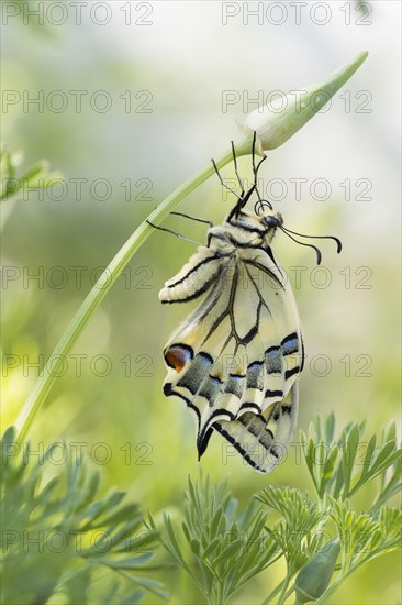 Swallowtail