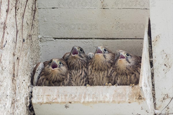 Four Common kestrels