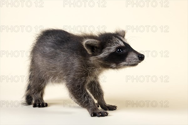 Raccoon