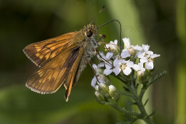 Small Skippers