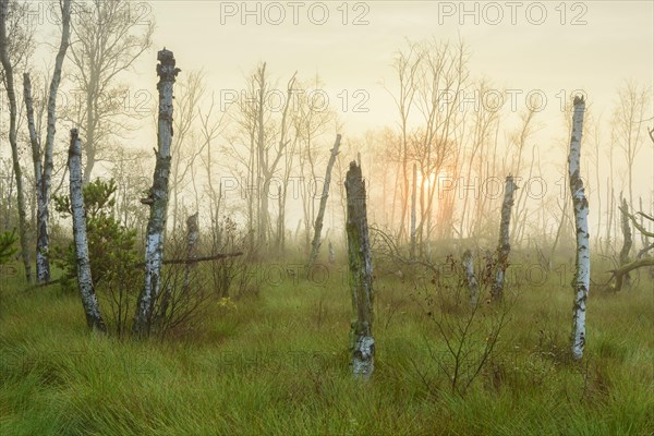 Dead birches in the rewetting area in the Goldenstedter Moor at sunrise