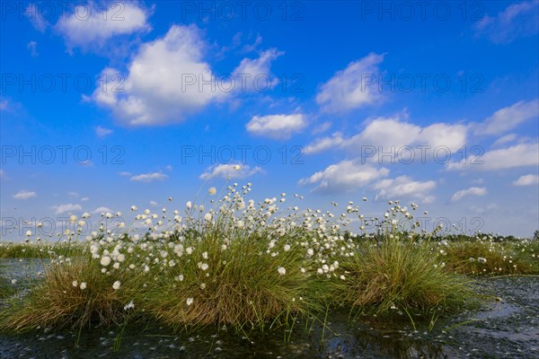 Fruitful hare's-tail cottongrass