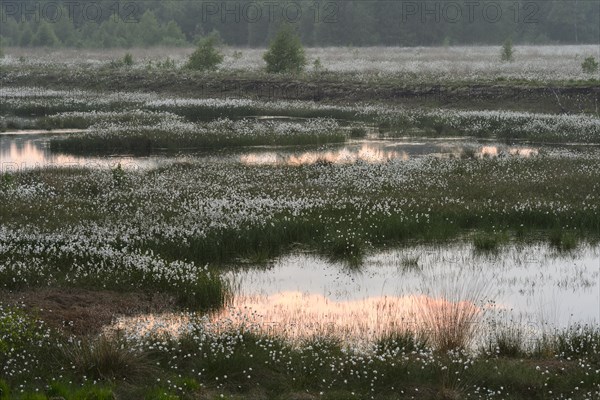 Evening in the moor with fruiting cotton grass